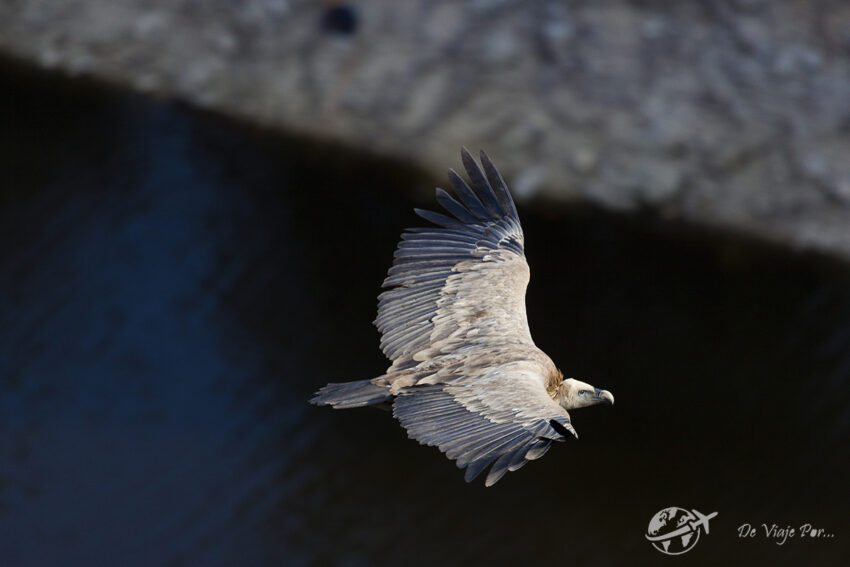 Buitre Leonado en vuelo en el Parque Natural de las Hoces del río Duratón
