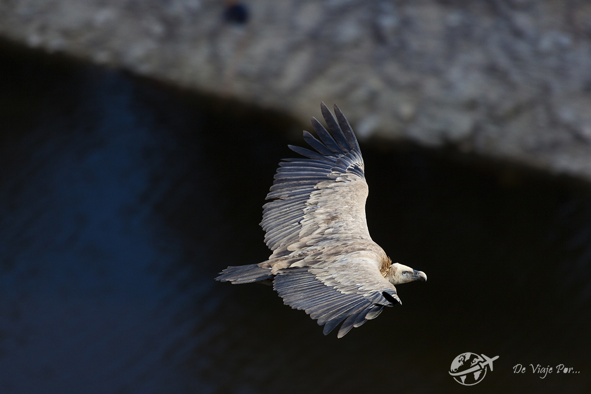 Buitre Leonado en vuelo en el Parque Natural de las Hoces del río Duratón