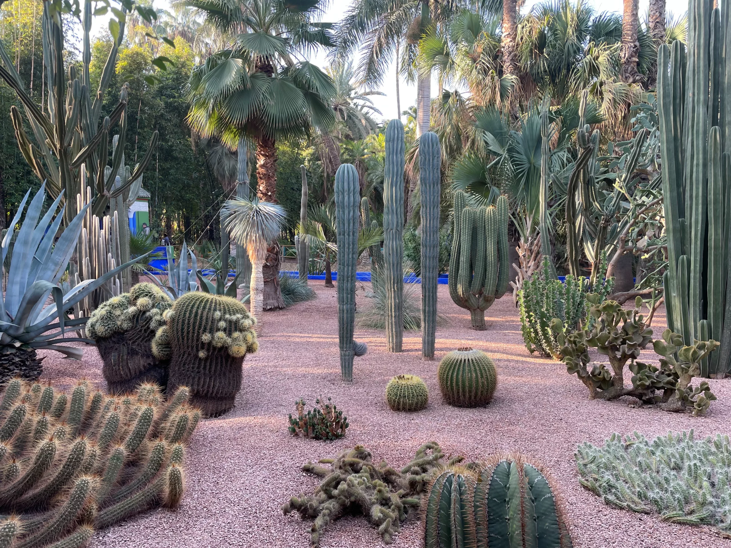 Jardines de Majorelle en Marrakech