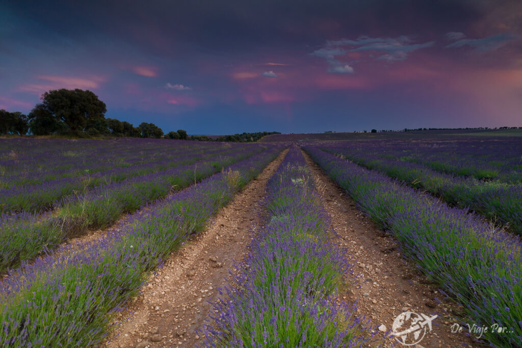 Campo de lavanda al anochecer, Brihuega